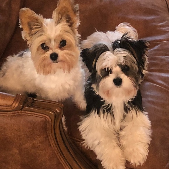 Meet your Posher, Michelle - Picture 5 of 8